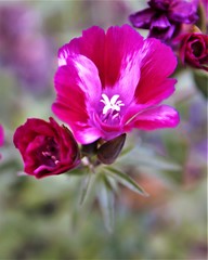 Fototapeta premium macro pink flowers