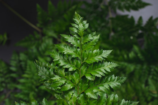 Green leatherleaf fern background.