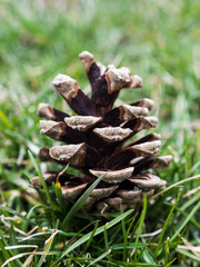 Close up photograph of a brown pine cone with blurred bokeh pine needles laying on the ground in the background making a great nature backdrop.