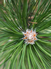 Close up photograph of the end of a long needle pine tree with needles sprawled out from the center with missing pine cone making a great nature backdrop.