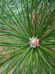 Naklejka na ściany i meble Close up photograph of the end of a long needle pine tree with needles sprawled out from the center with missing pine cone making a great nature backdrop.