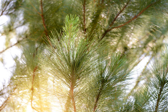 Close-up green leaves of pine tree with sunlight