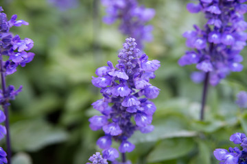 Blooming violet lavender flowers in sunny day