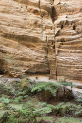 The Amphitheatre, a large sinkhole in the sandstone escarpment, at Carnarvon Gorge, Queensland, Australia. Vegetation, including fern trees growing on the floor, and vertical sandstone walls.