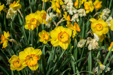 Obraz premium Netherlands,Lisse, a close up of a flower