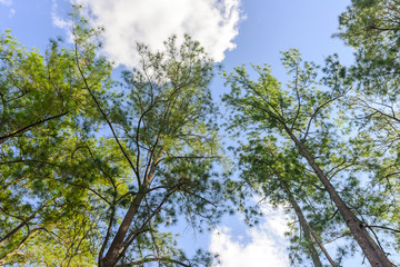 Low angle view bush green leaves and branches of pine tree with blue sky