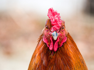 Funny or humorous close up head portrait of a male chicken or rooster with beautiful orange feathers bright red comb and wattle with a blurred bokeh background.