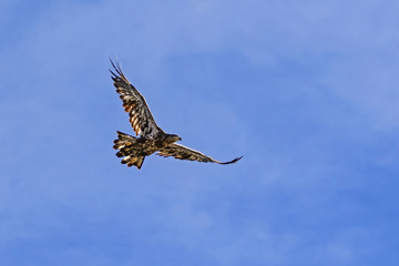 Bird juvenile bald eagle flying at Big Bear Lake