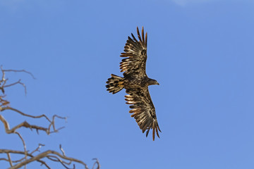 Bird juvenile bald eagle flying at Big Bear Lake