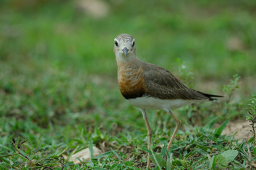 Oriental Plover (Charadrius veredus)