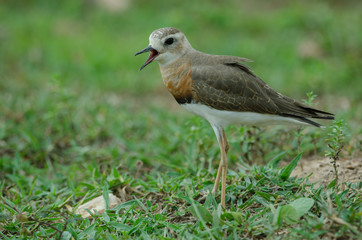 Fototapeta premium Oriental Plover (Charadrius veredus)