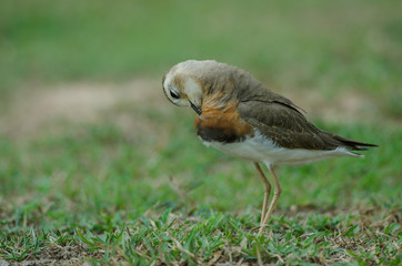 Oriental Plover (Charadrius veredus)