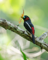 Black-and-Red broadbill on a branch