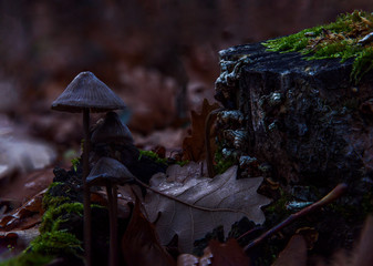 Mushrooms on moss autumn background