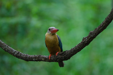 Stork-billed Kingfisher bird perching on the branch