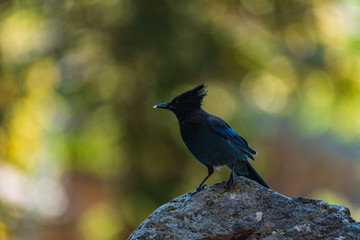bird on a rock