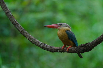 Stork-billed Kingfisher bird perching on the branch