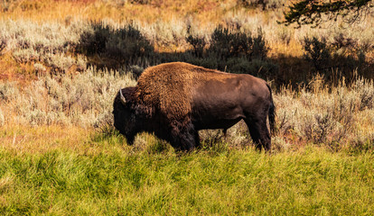 bison in yellowstone