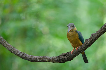 Stork-billed Kingfisher bird perching on the branch