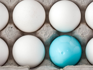 A closeup photograph of a single blue plastic Easter egg nested inside of a cardboard egg carton with several real white chicken eggs.