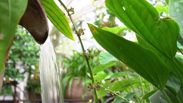 Low angle view of a greenhouse water feature.  Water flows from the spout of a large terracotta urn.  Green foliage surrounding.  Glass roof of the conservatory visible in the background.