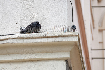 pigeon resting by the wall in building