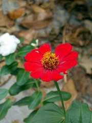 Beautiful Zinnia flower