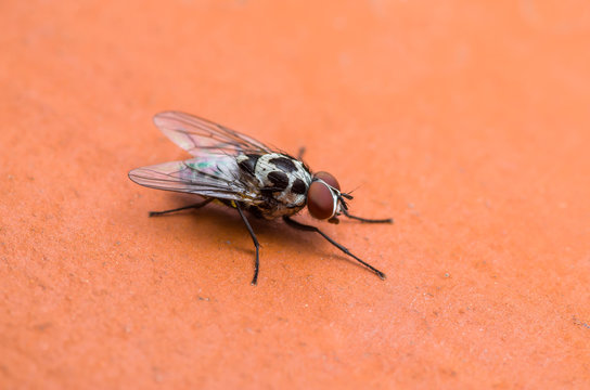 Diptera Meat Fly Insect On Red Background