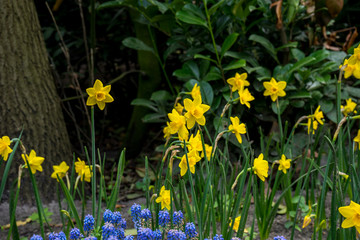 Netherlands,Lisse, a yellow flower