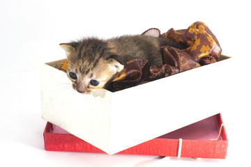 Obraz premium Kittens learn to walk.