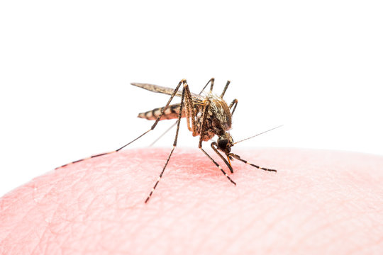 Yellow Fever, Malaria or Zika Virus Infected Mosquito Insect Bite Isolated on White Background
