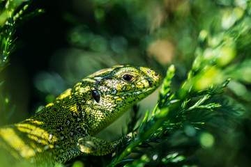 Male Lacerta Agilis Sand Lizard Reptile Animal Macro Portrait Close-up