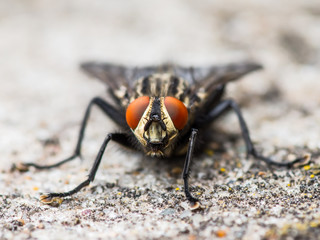 Diptera Meat Fly Insect On Rock Wall