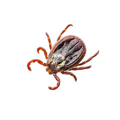 Encephalitis Virus or Lyme Disease Infected Dermacentor Tick Arachnid Insect Pest Isolated on White Background