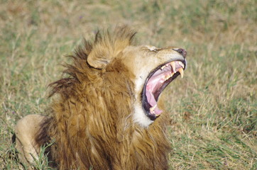 キリマンジャロ