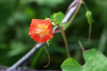 Ipomoea coccinea flowers