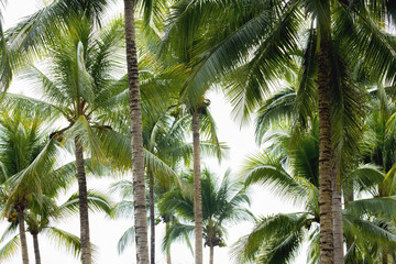 Fototapeta premium Coconut garden for strolling and relaxing.