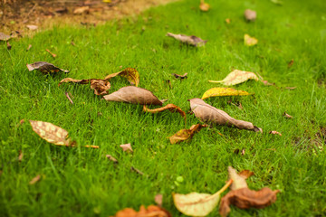 withered brown leaves fall from tree on green grass in selective focus. Season change concept