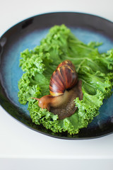 big Achatina snail eats green salad leaves on dark blue plate on white table, selective focus