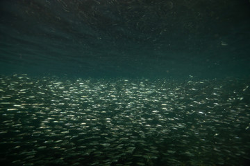 Beautiful underwater scene in the Pacific Ocean with a swarm of small fish swimming in the water. Taken near Port Hardy, Northern Vancouver Island, BC, Canada.