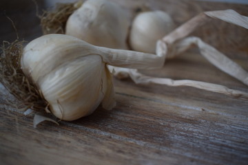 Uncleaned garlic heads with roots and stems on a wooden painted light background. Copy space.