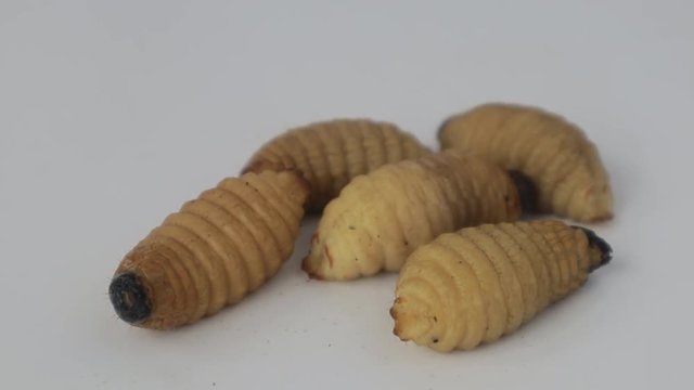 Dynastinae worm motion video footage 

