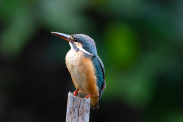 Common Kingfisher (alcedo atthis) Winter visitor bird which migrated to Thailand during September to March each year. This shot captured at Bangpoo mangrove forest.