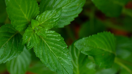 Mint leaf in a plant