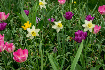 Netherlands,Lisse, a close up of a flower