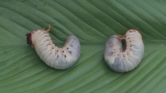 Dynastinae worm motion video footage 

