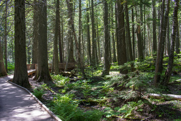 Fototapeta premium path in the forest