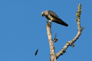 Juvenile Mississippi Kite watching a leaf fall in the wind