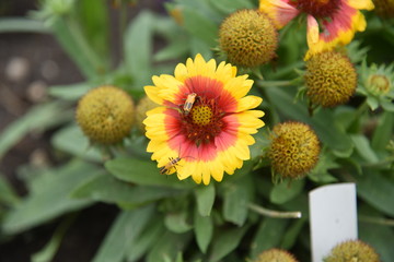 a flower in the garden