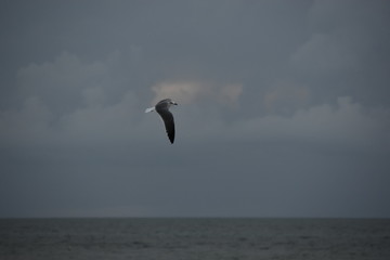 Gaviota